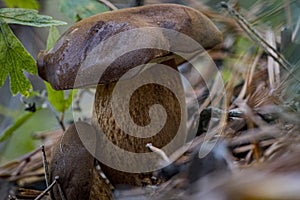 ÃÂ¡loseup of forest autumn brown edible mushrooms in macro